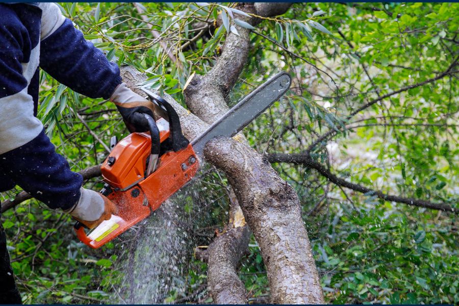Tree Removal Adelaide Cost
