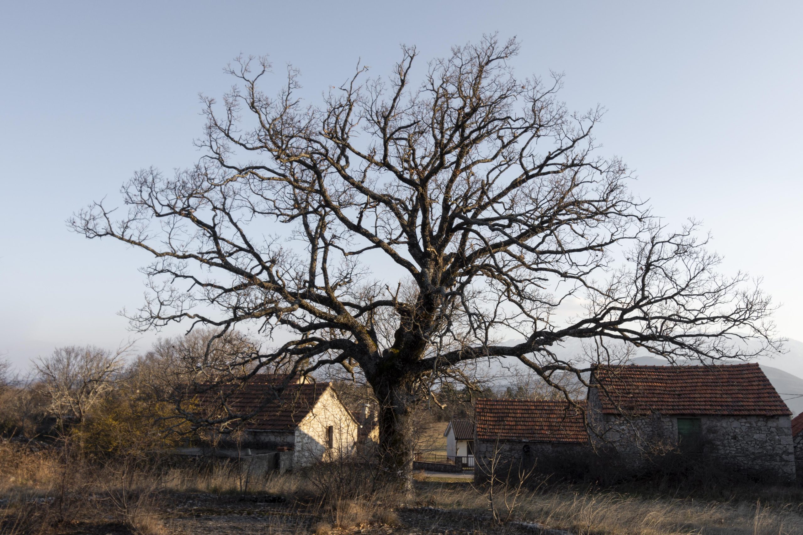 Dangers of Leaving Dead Trees in Your Adelaide Yard